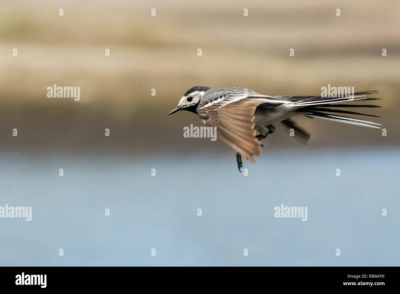 Closeup of a White Wagtail, Motacilla alba, in flight. Bird with white, gray and black feathers. The White Wagtail is the national bird of Latvia Stock Photo