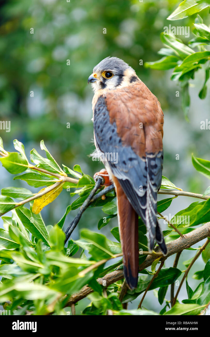 Beautiful profile of a kestrel in the nature with a natural background  Stock Photo - Alamy