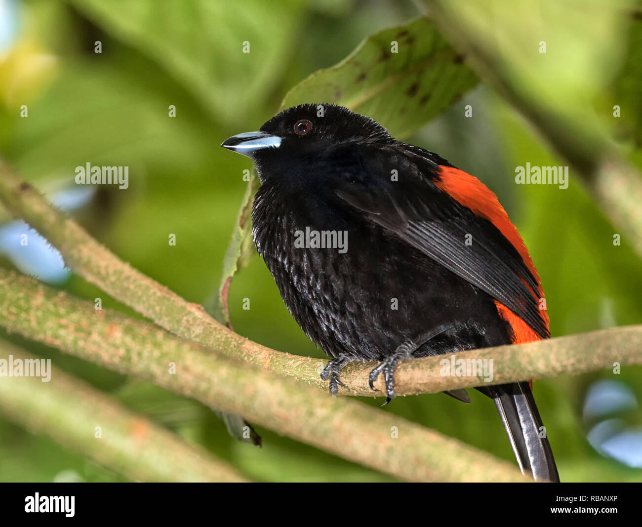 Male Scarlet-rumped Tanager (Ramphocelus passerinii) as example of gender dimorphism among birds of Costa Rica Stock Photo