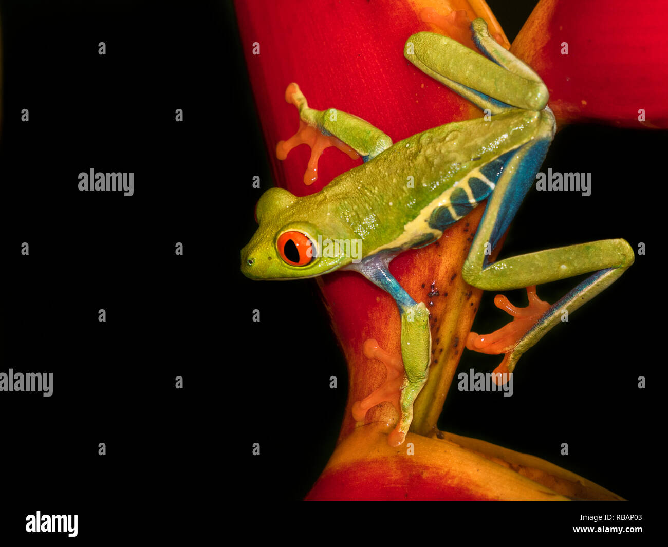 Red-eyed tree frog (Agalychnis callidryas) jumped in a strelicia flower, Alajuela, Costa Rica Stock Photo