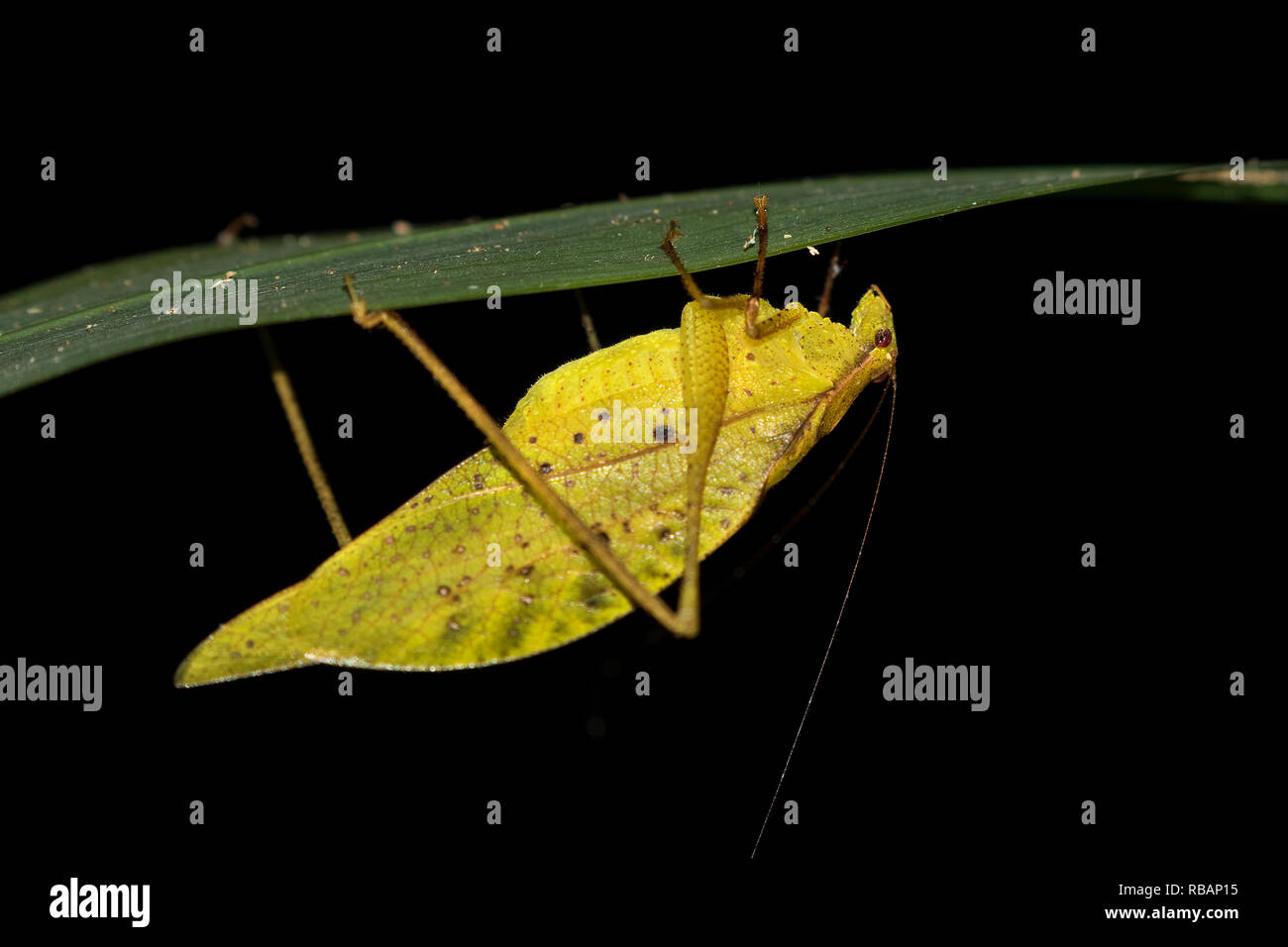 Dead leaf-mimic katydid (Orophus tesselatus) under leaf, Quepos, Costa Rica Stock Photo