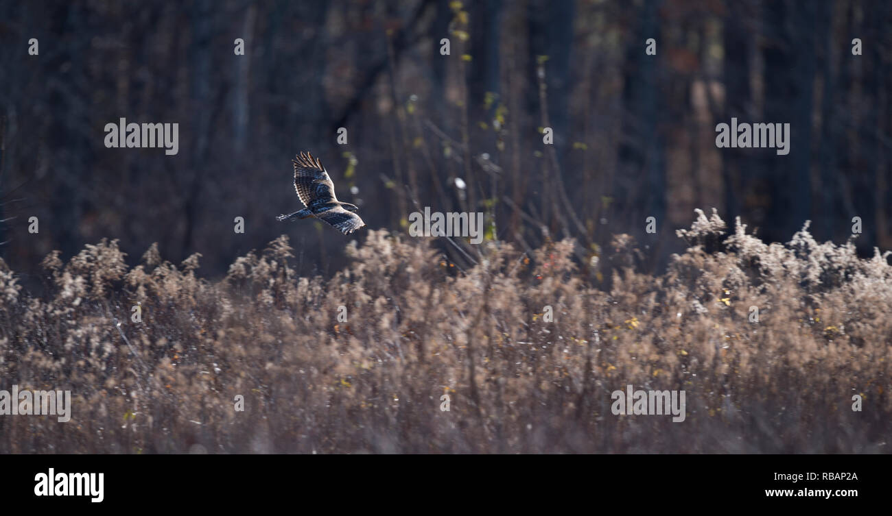 Mosby heritage hires stock photography and images Alamy