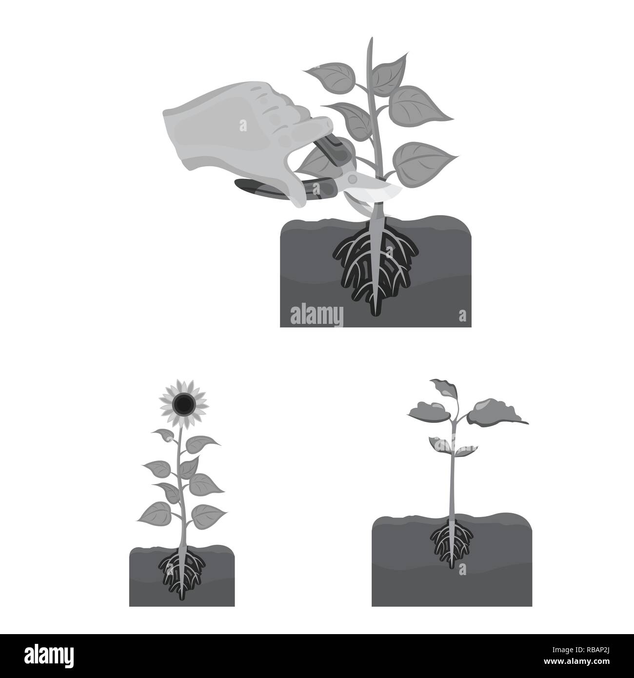 grow,root,cycle,development,seed,plant,bean,germinate,process,seedling ...