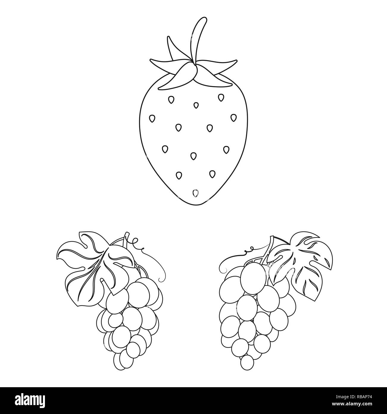 strawberry,food,honeysuckle,red,grape,branch,olive,berry,fruit,forest,redberry,fresh,cocktail,medicine,autumn,sweet,health,set,vector,icon,illustration,isolated,collection,design,element,graphic,sign,outline,line, Vector Vectors , Stock Vector
