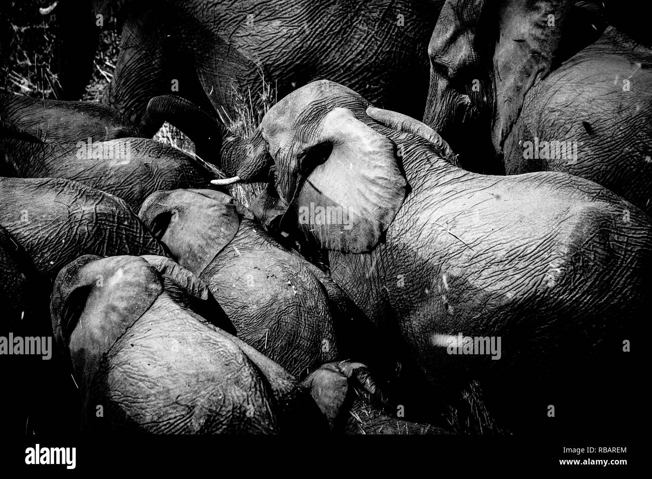 African Elephants in South Africa's Kruger National Park. Stock Photo