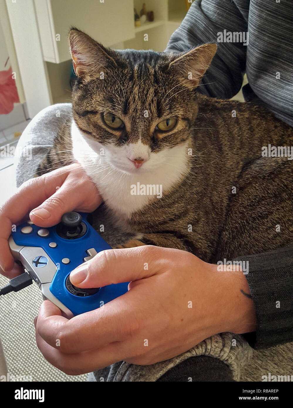 Cat on the lap of his master who plays an electronic game Stock Photo