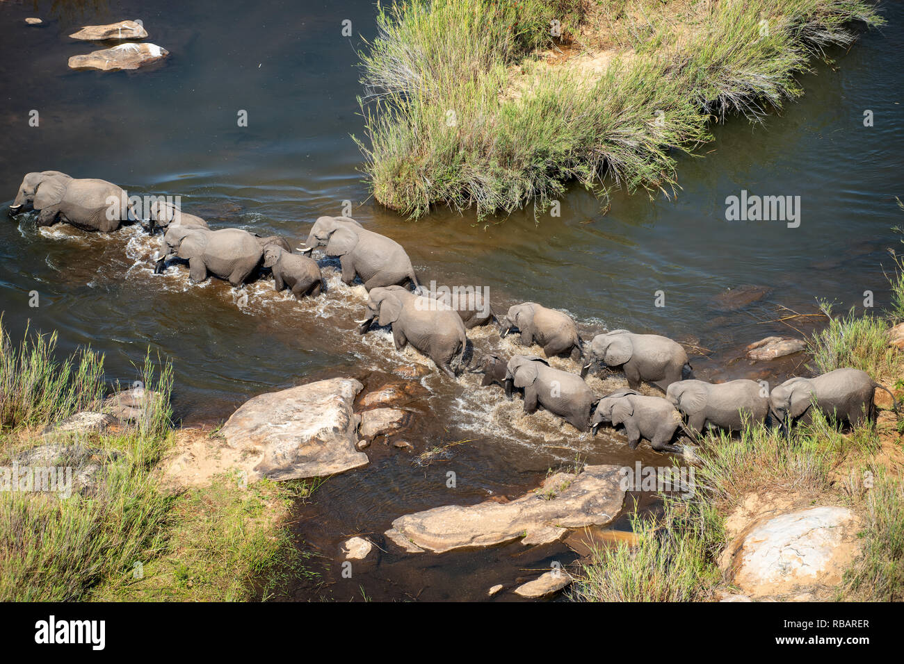 African Elephants in South Africa's Kruger National Park. Stock Photo
