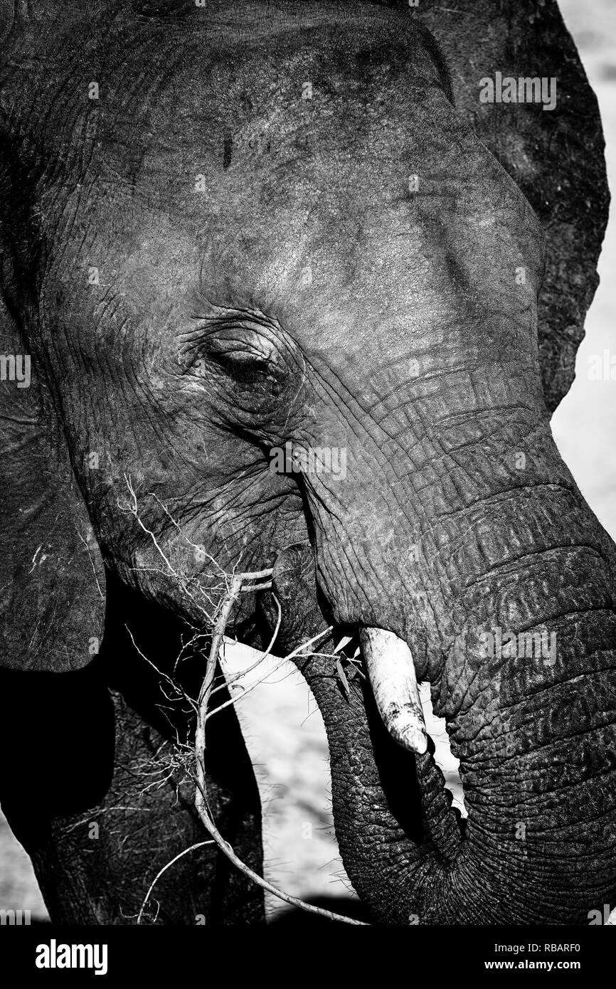 African Elephants in South Africa's Kruger National Park. Stock Photo