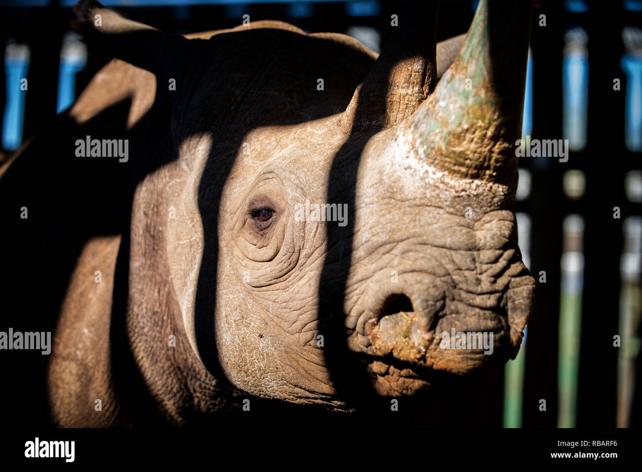 An injured Black Rhino in a boma, the animal had been shot through the foot by poachers in Kruger National Park. Stock Photo