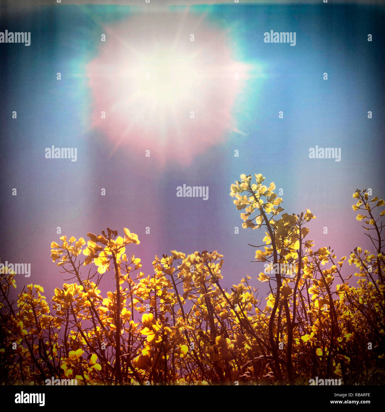 Field of flowers under the sun Stock Photo Alamy