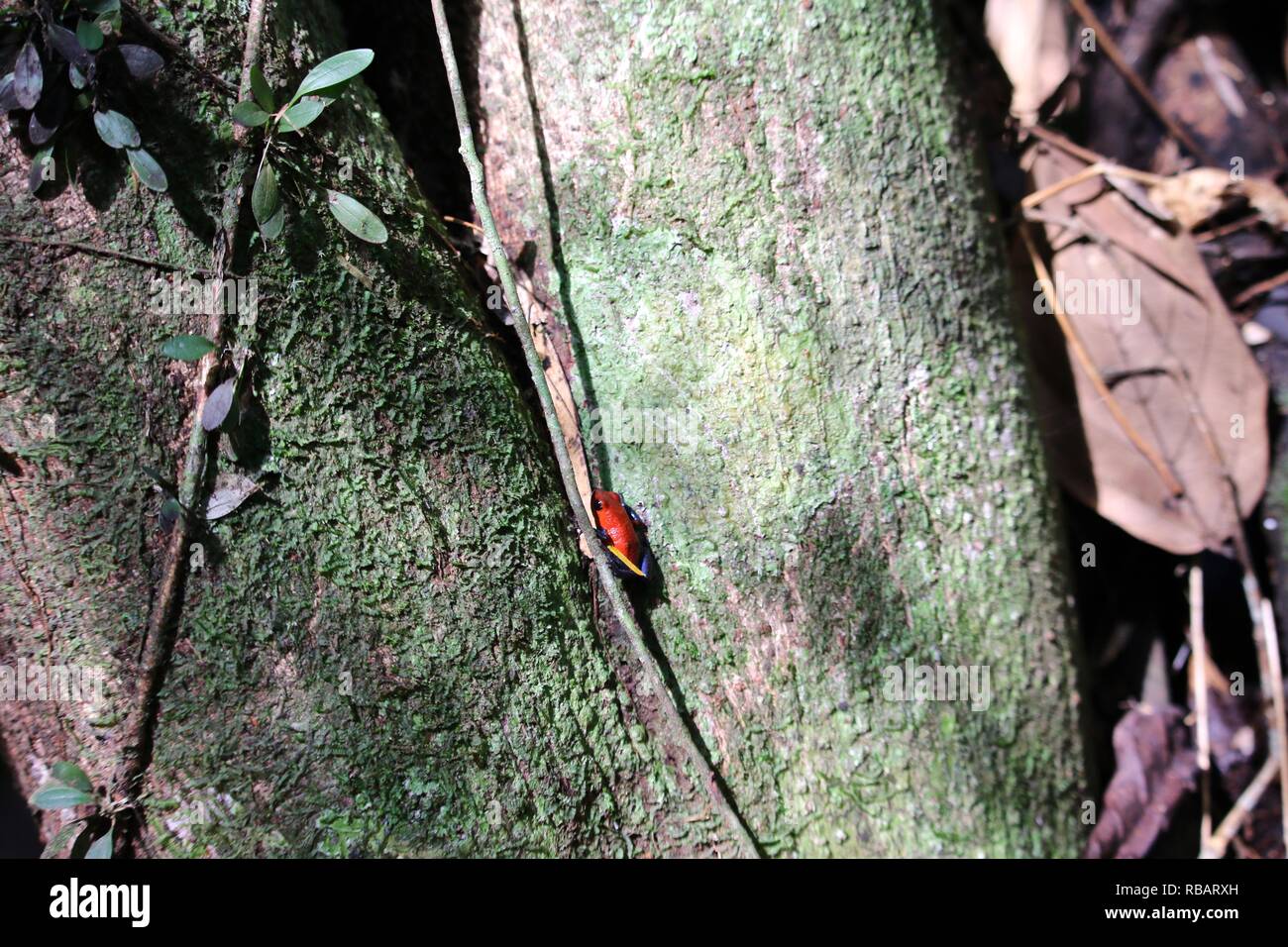 A tiny Strawberry Poison Dart Frog found in the jungles of Costa Rica on a wildlife tour Stock Photo