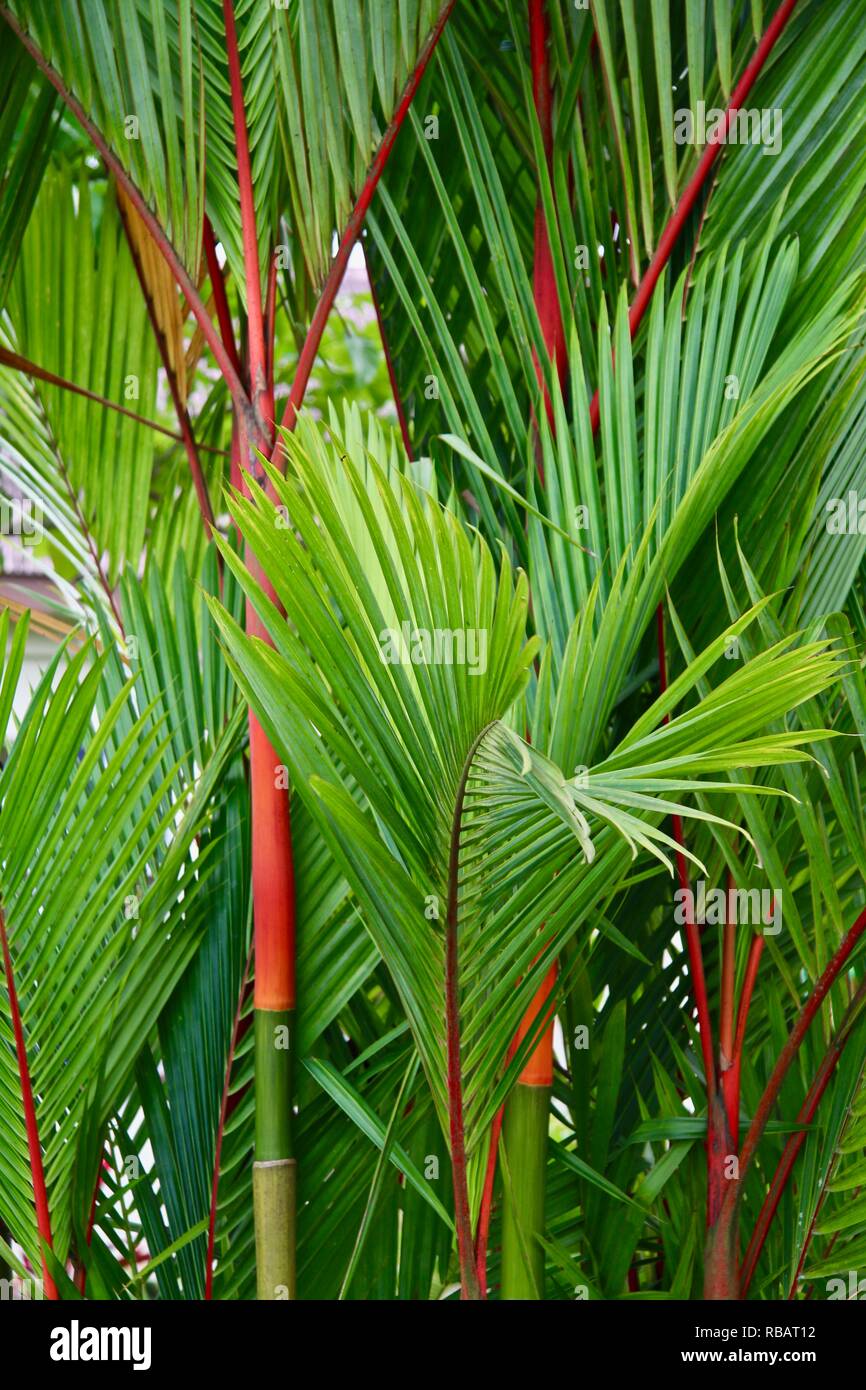 Lush healthy Red lipstick palm trees Stock Photo