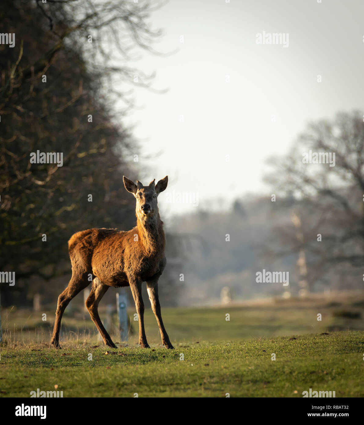Red Deer - Hind, Berkeley Deer Park, Gloucestershire Stock Photo