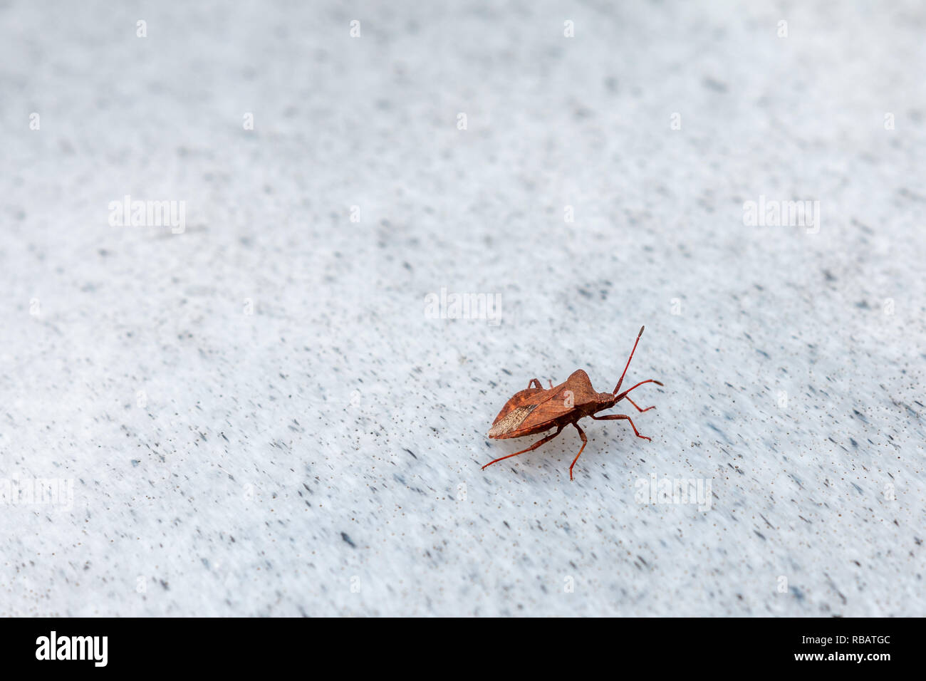 British insects hi-res stock photography and images - Alamy
