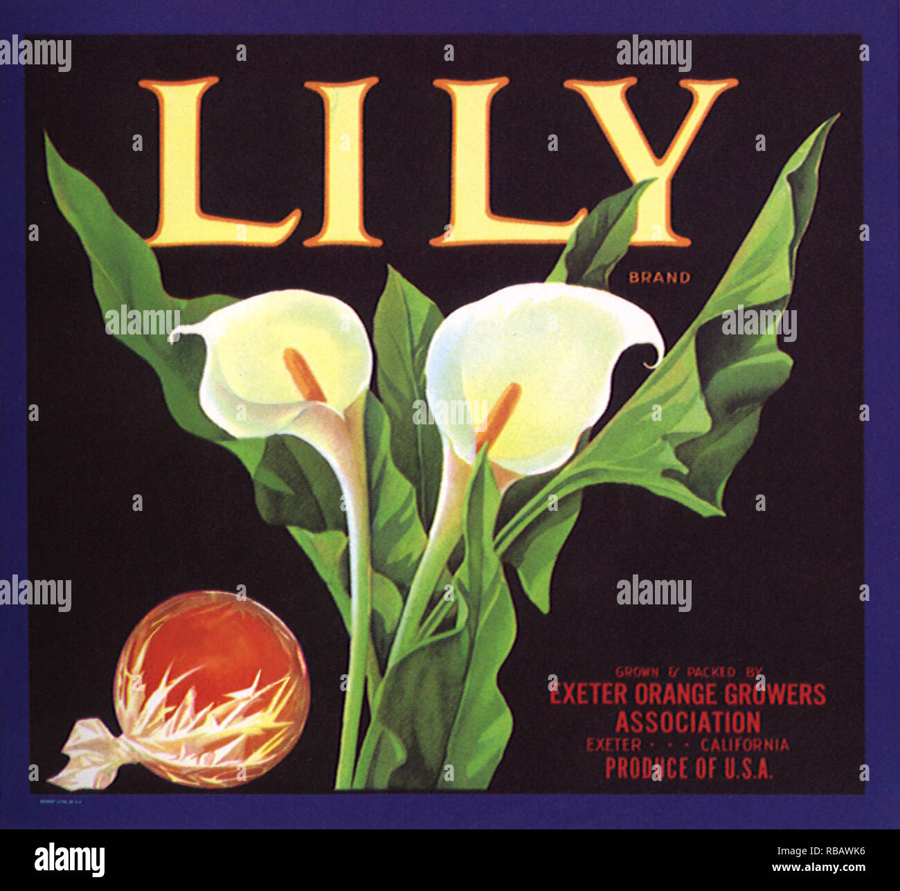Lily Fruit Label. Stock Photo
