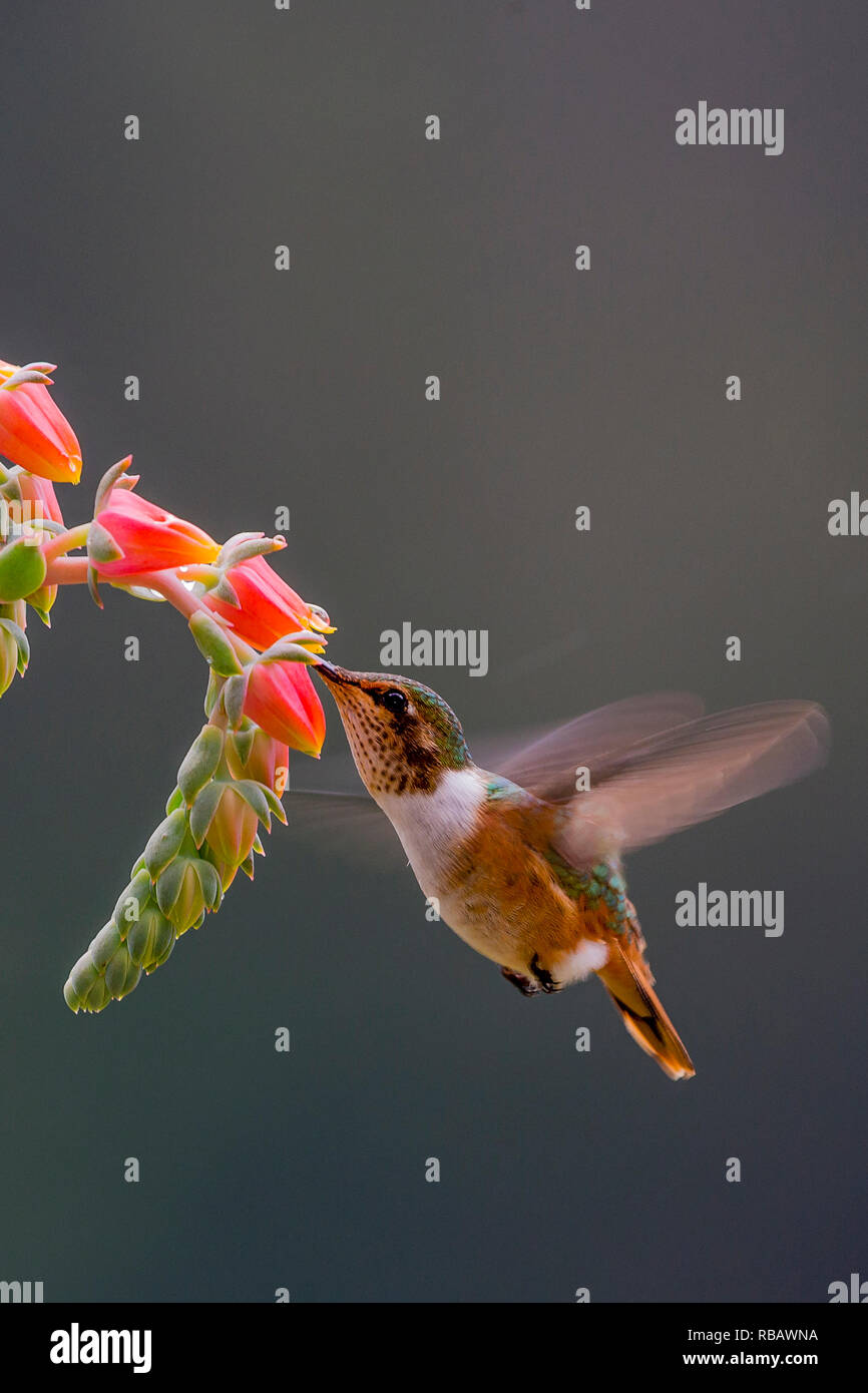 Volcano hummingbird, in Sevegre area of Costa Rica Stock Photo