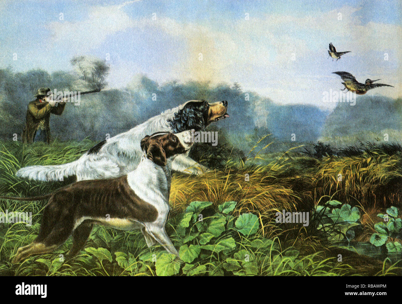 Hunting Dogs and Birds. Stock Photo