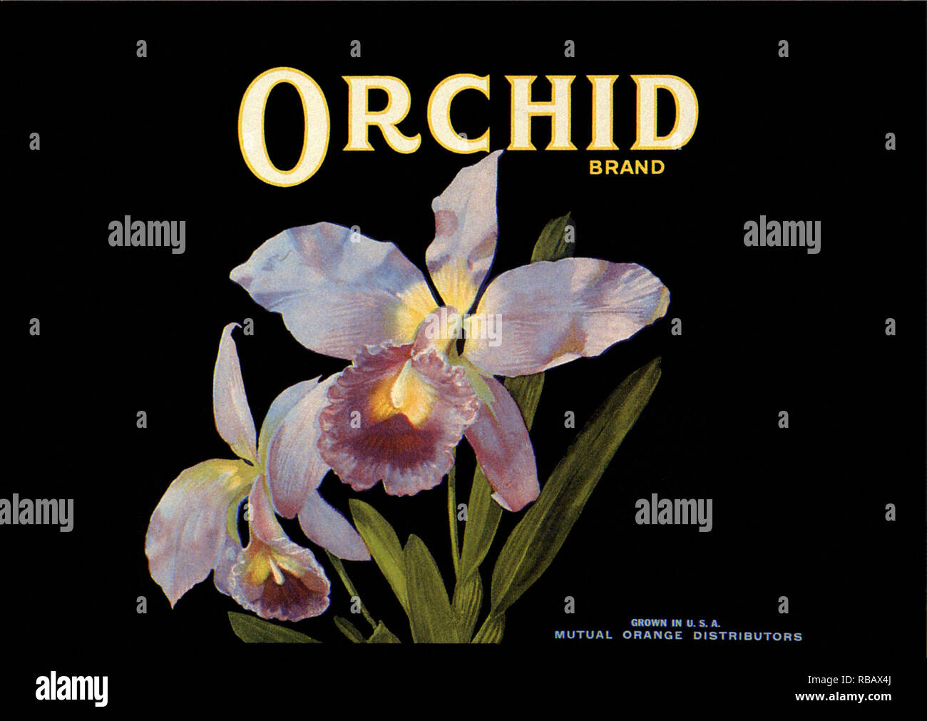 Orchid Fruit Label. Stock Photo