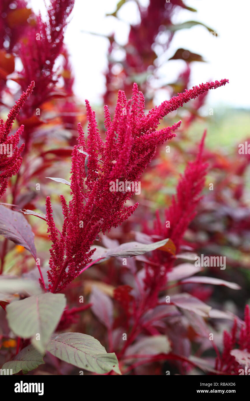 The spikey bright magenta flowering seed head of the Red Garnet Amaranth edible plant is seen in the summer garden, just before harvest. Stock Photo