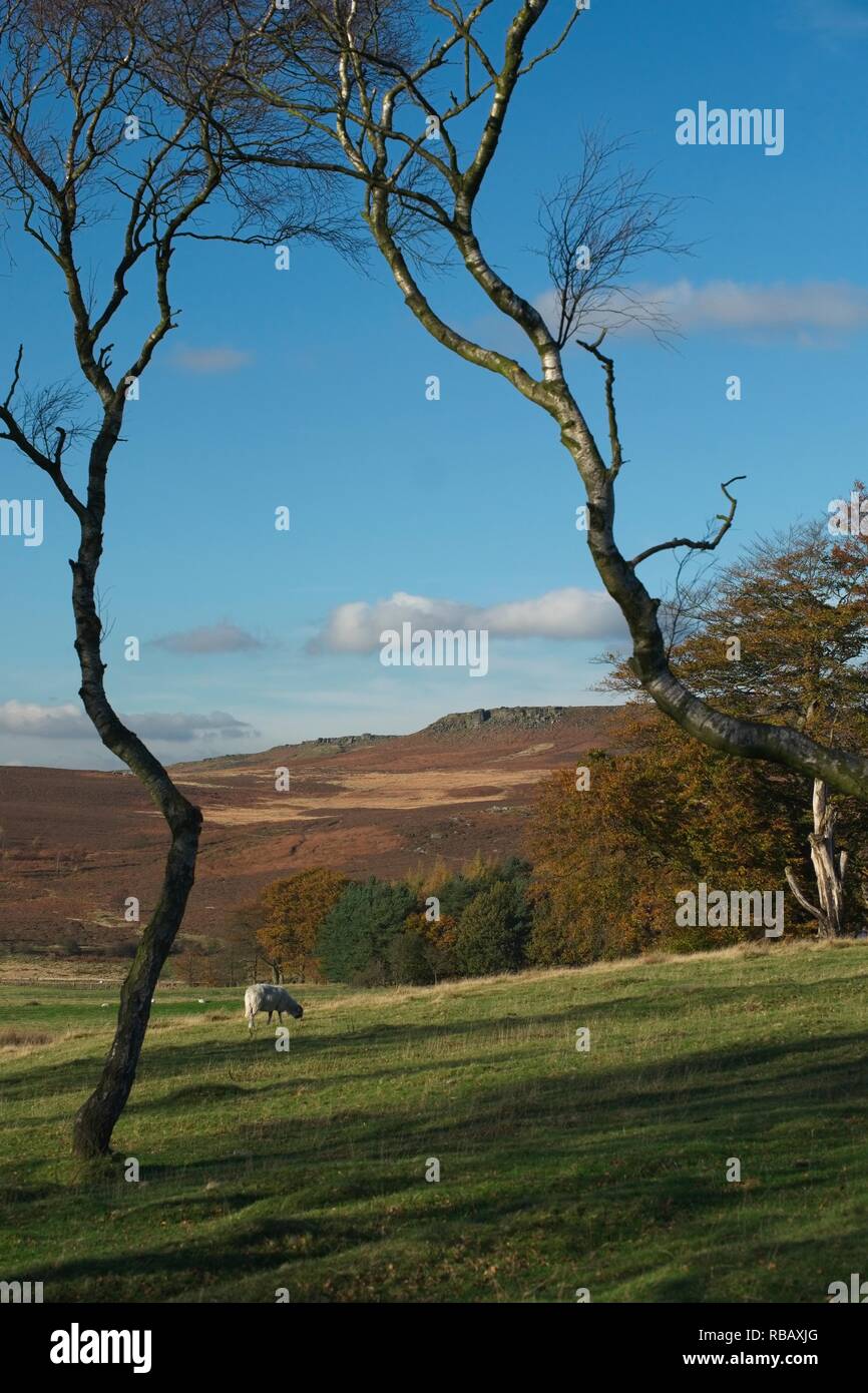 SHEEP GRAZING BETWEEN BIRCH TREES PEAK DISTRICT NATIONAL PARK UK Stock Photo