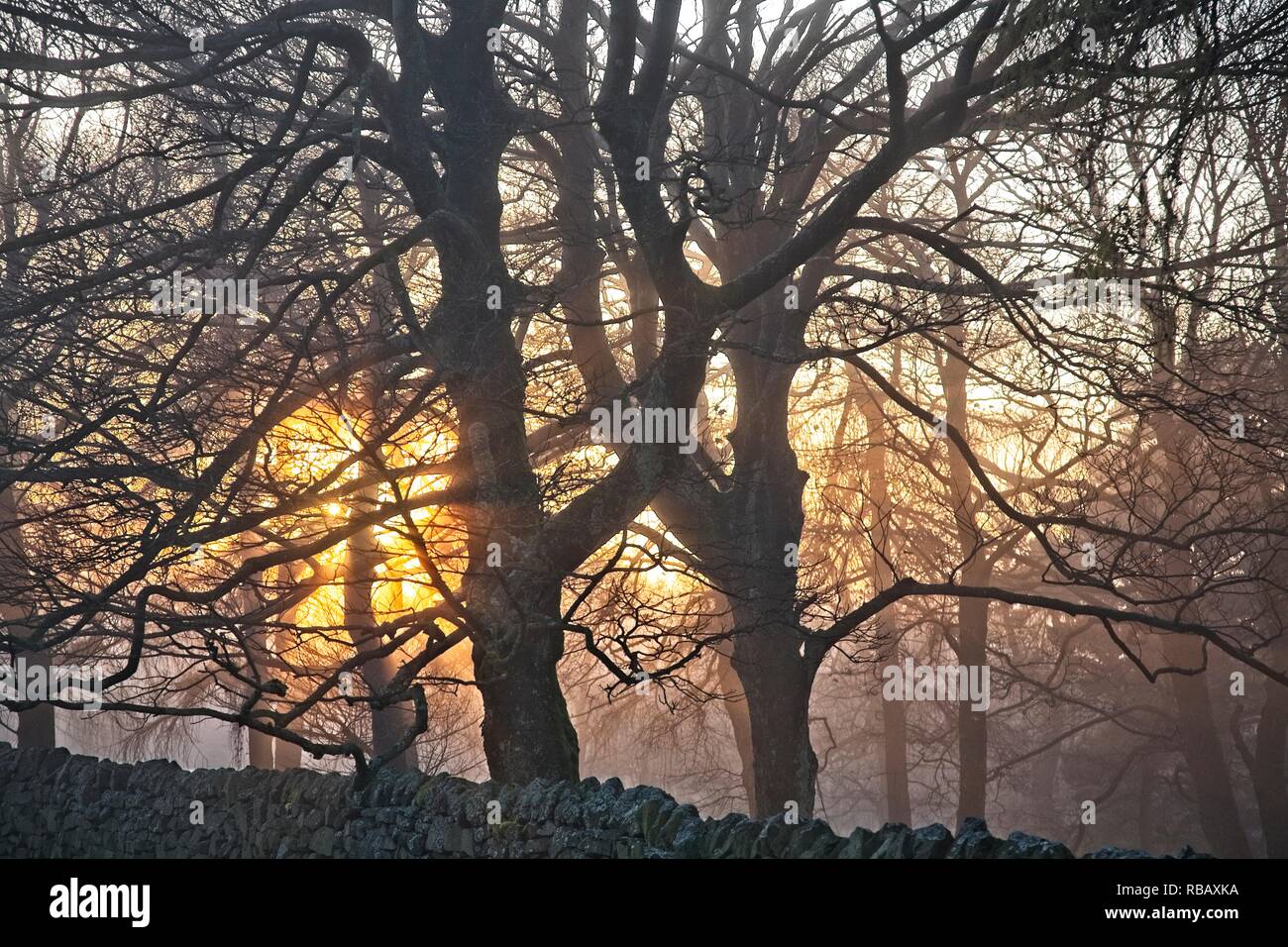 GOLDEN SUNSHINE THROUGH THE TREES LONGSHAW ESTATE PEAK DISTRICT NATIONAL PARK UK Stock Photo