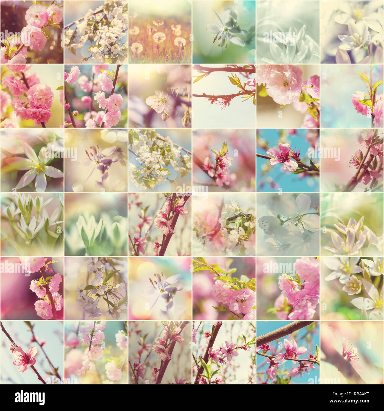 Spring garden collage,blossoming tree and flowers set Stock Photo - Alamy