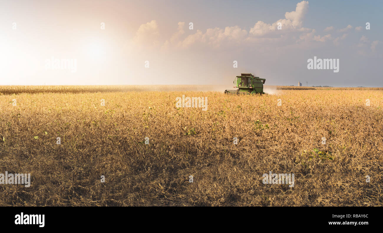 Harvesting soy bean fields hi-res stock photography and images - Alamy