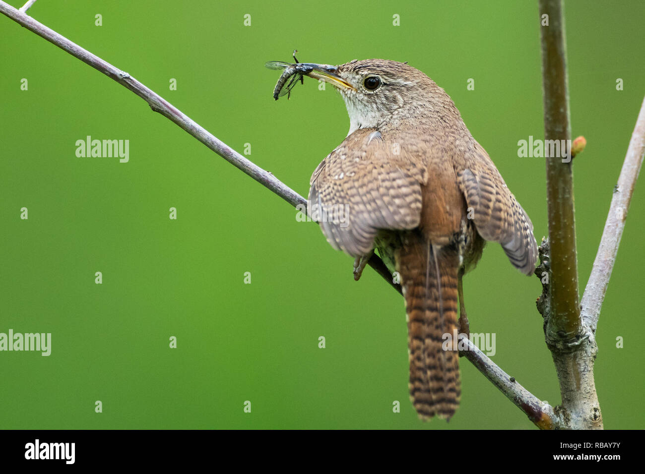House wren with insect prey Stock Photo
