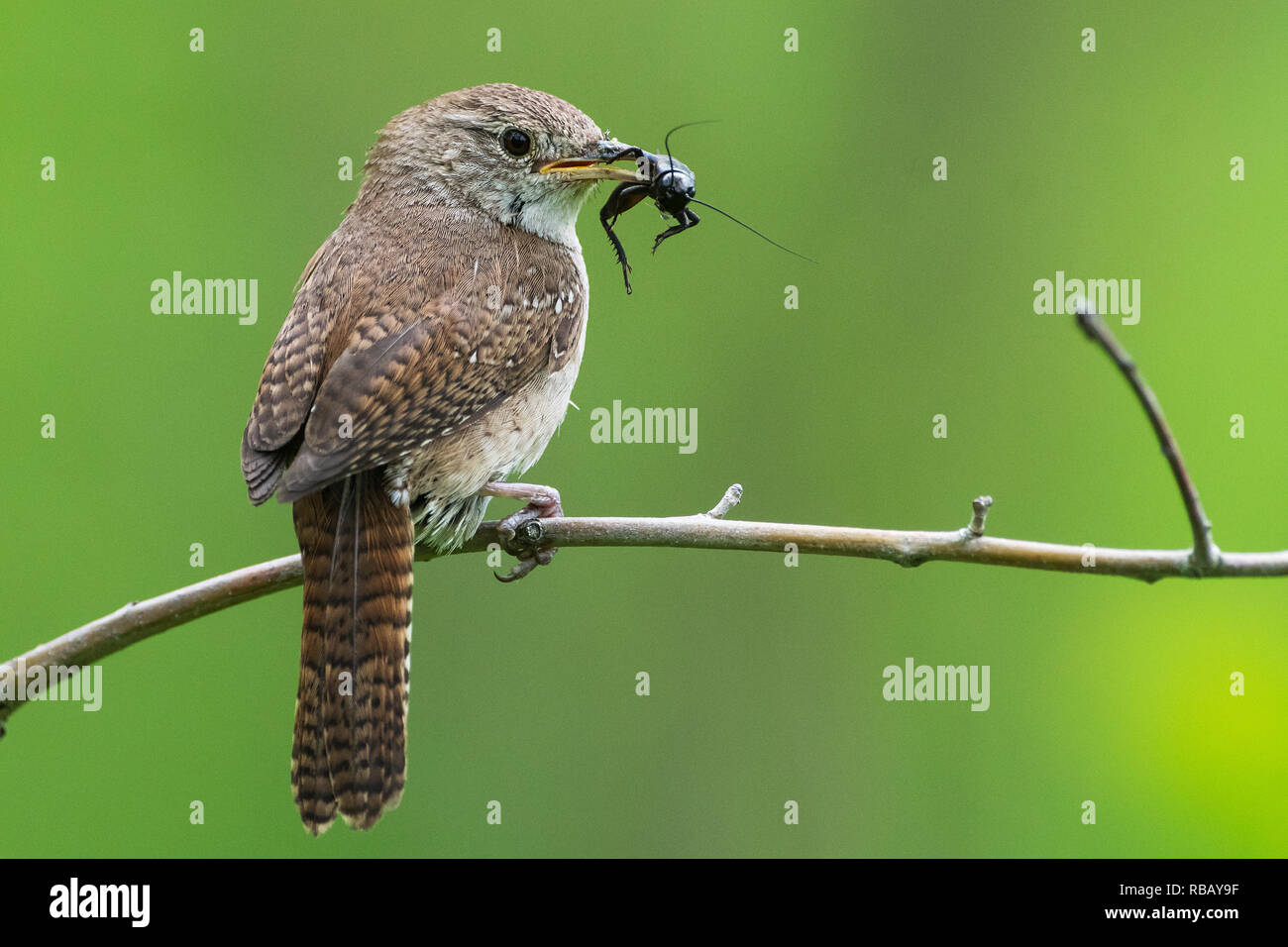 House wren with cricket prey Stock Photo