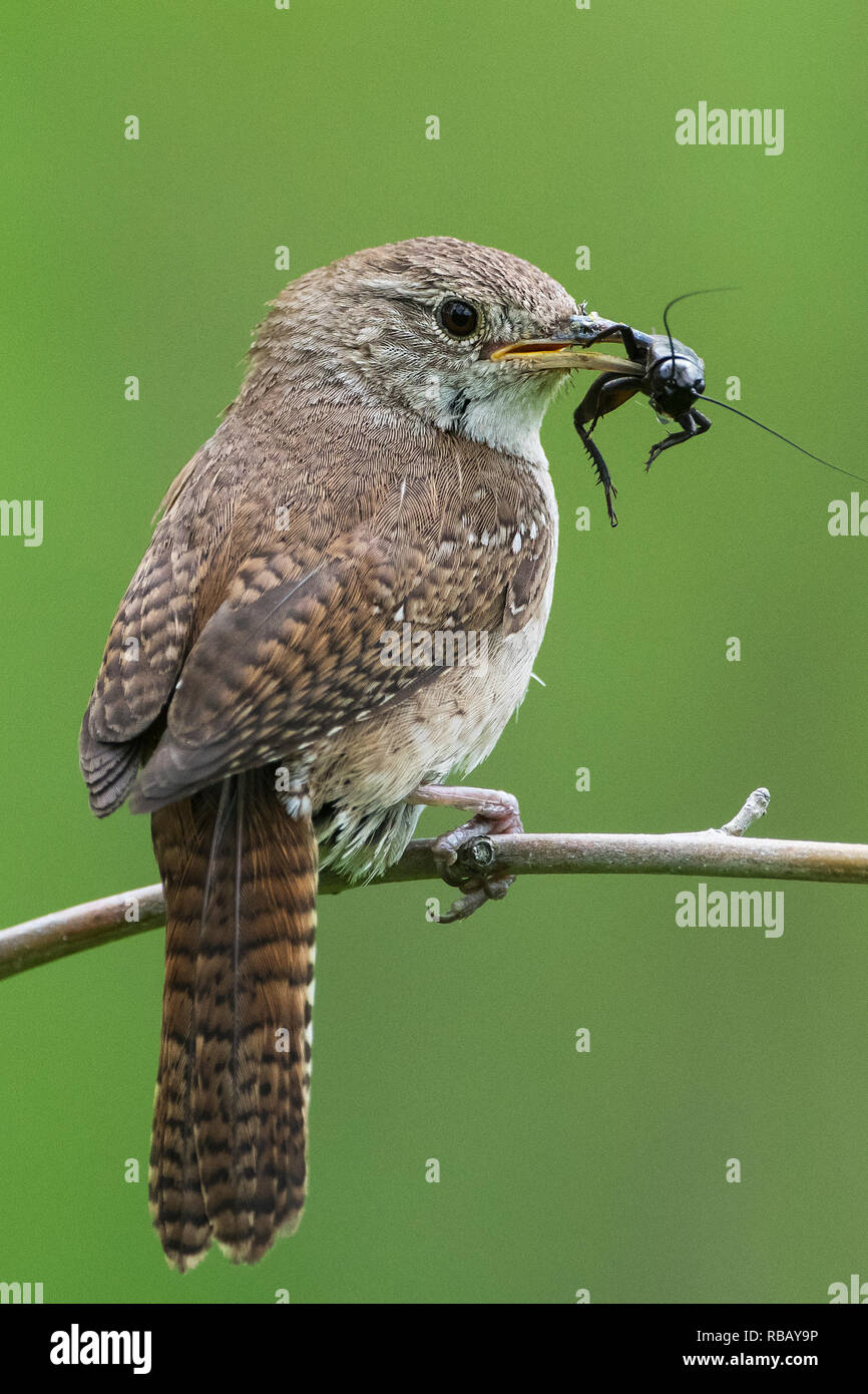 House wren with cricket prey Stock Photo