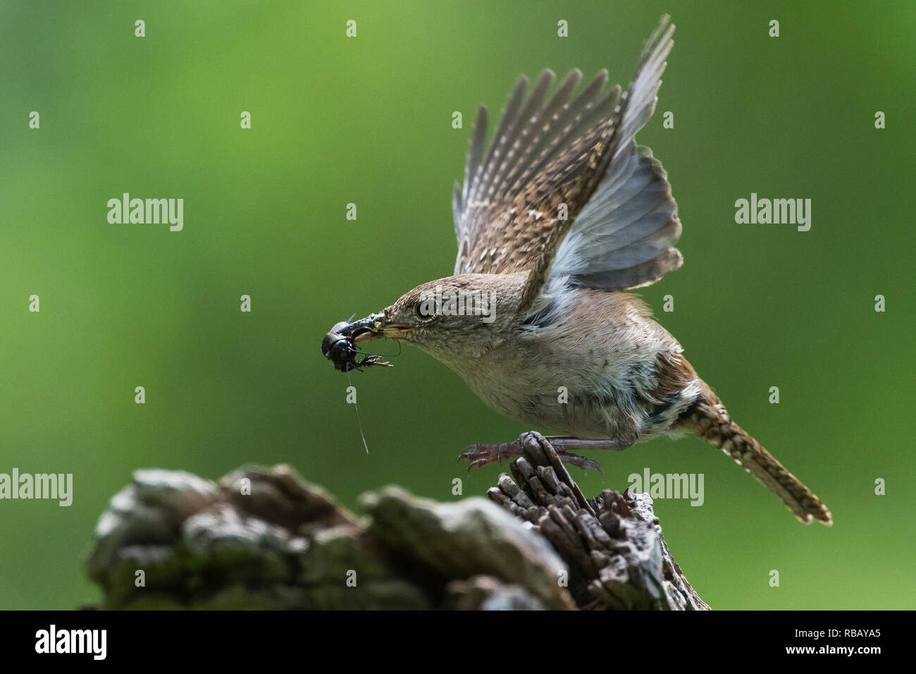 House wren with insect prey Stock Photo