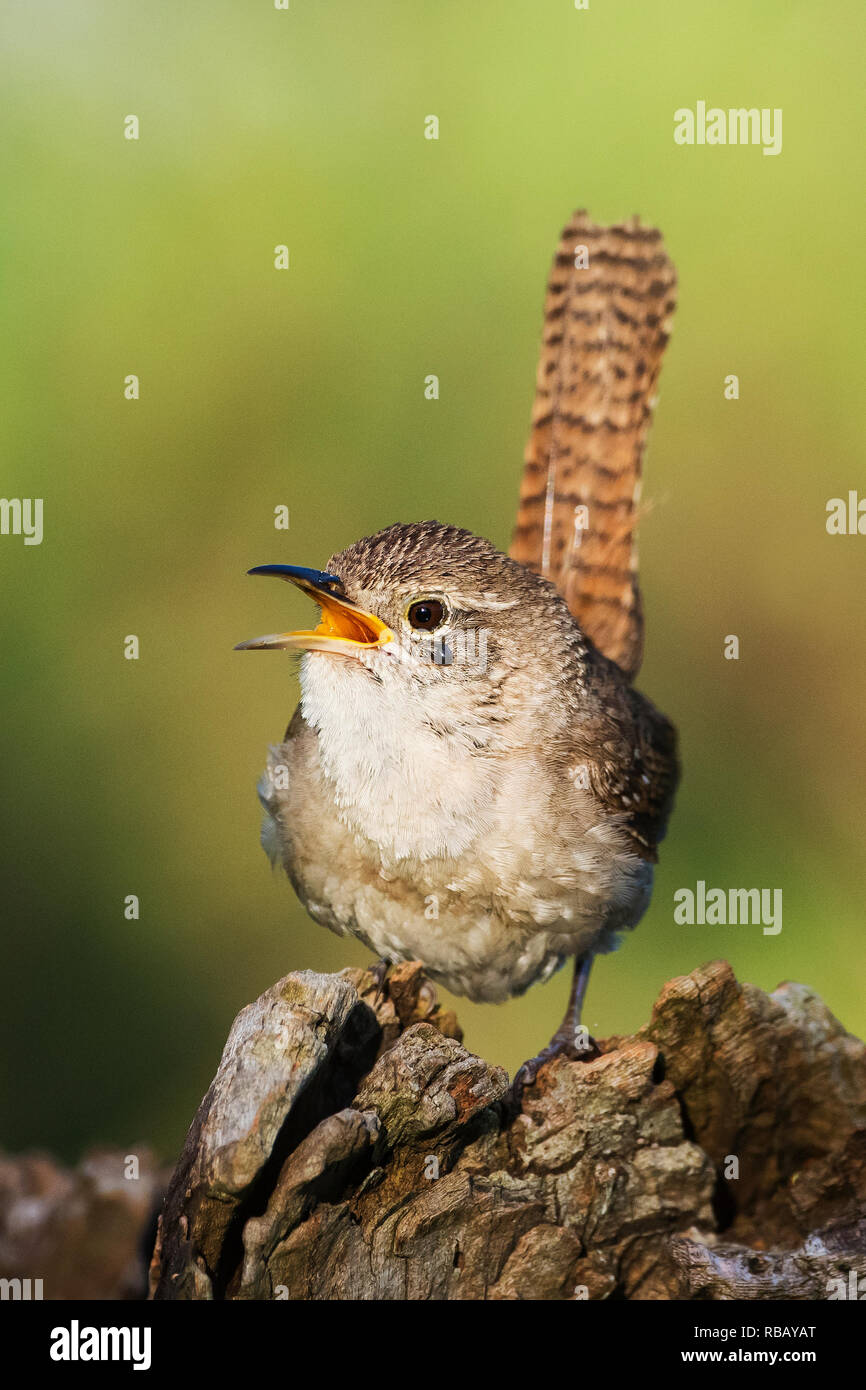 Singing house wren on an early June dawn Stock Photo