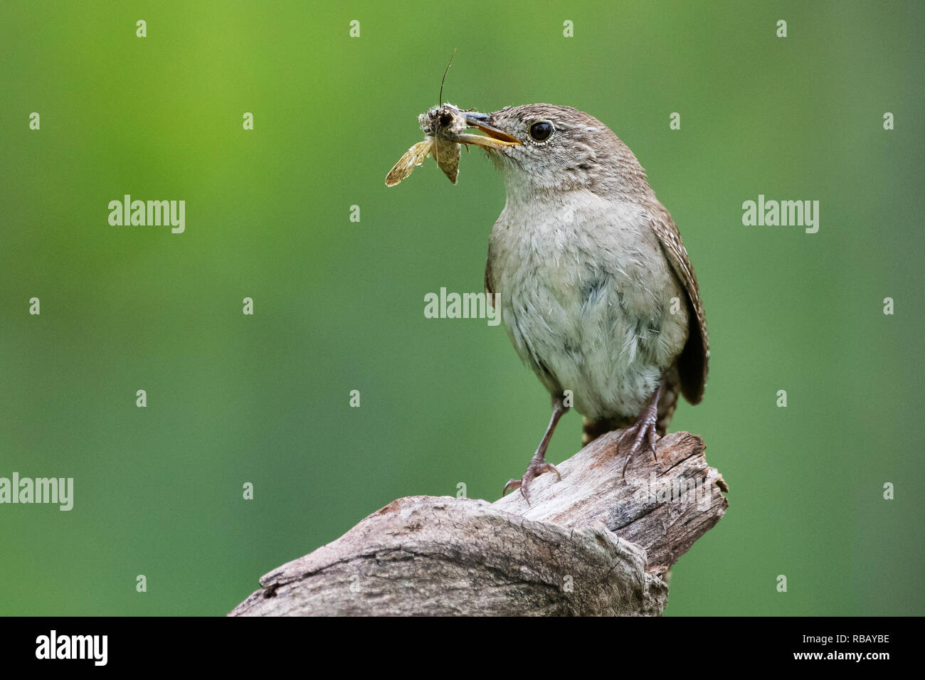 House wren with insect prey Stock Photo