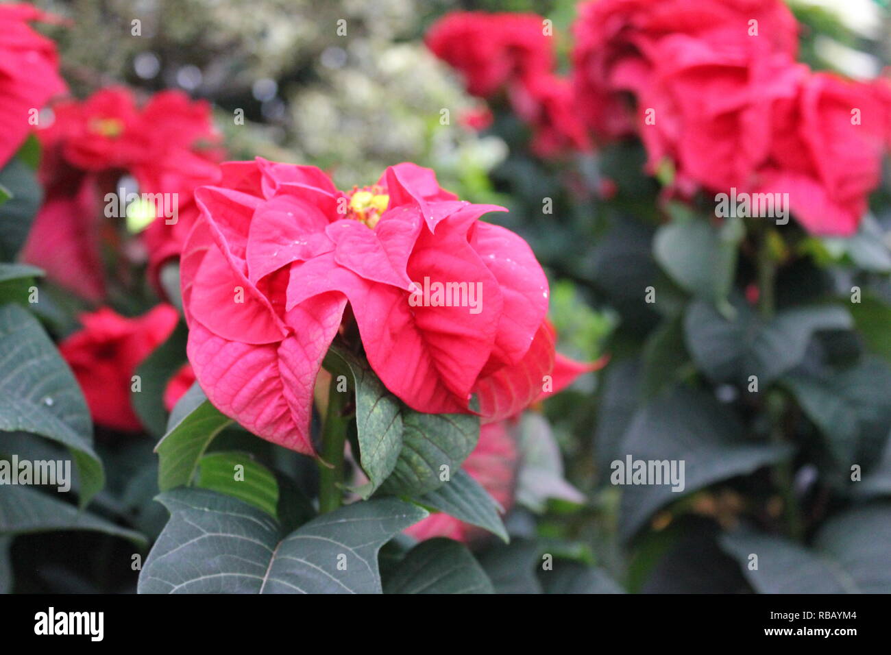 Charming red Valentine Poinsettia, euphorbia pulcherrima, at the