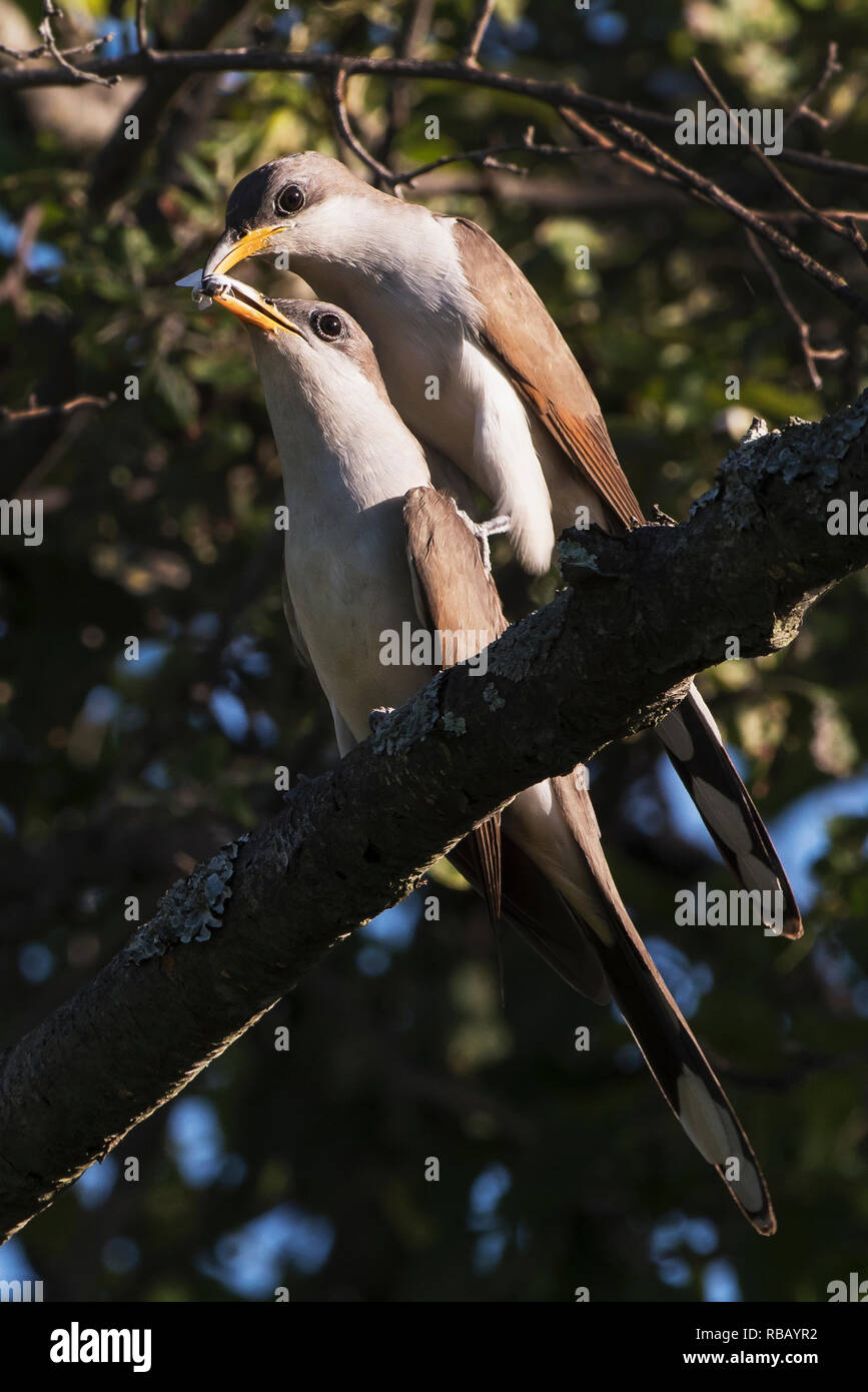 Mating yellow billed cuckoo courtship behavior Stock Photo