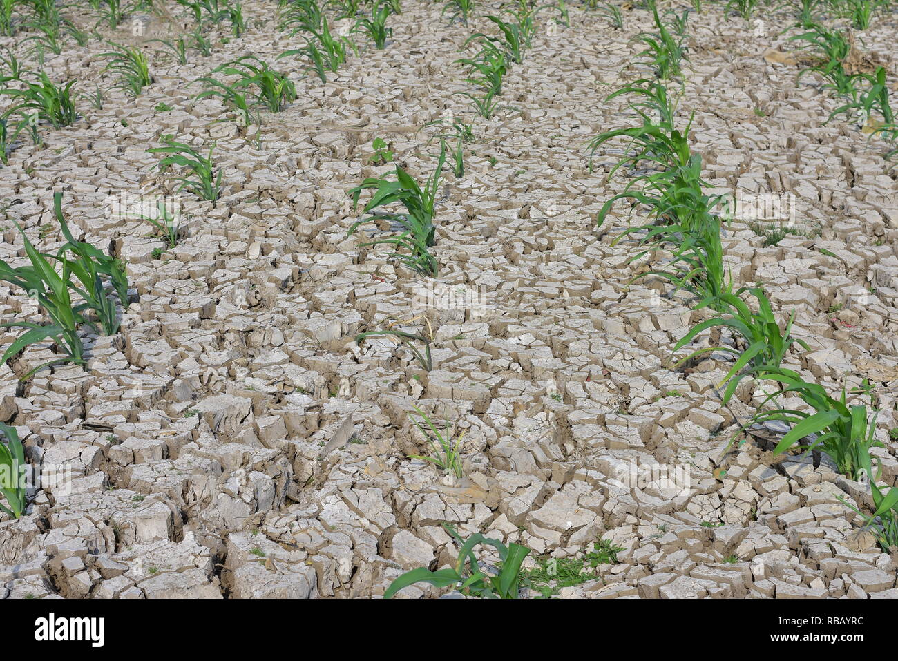 Dry season cracked ground and green grass Stock Photo - Alamy