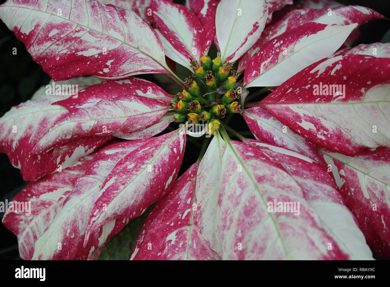 Dramatic red and white Jingle Bell Rock Poinsettia plant at the