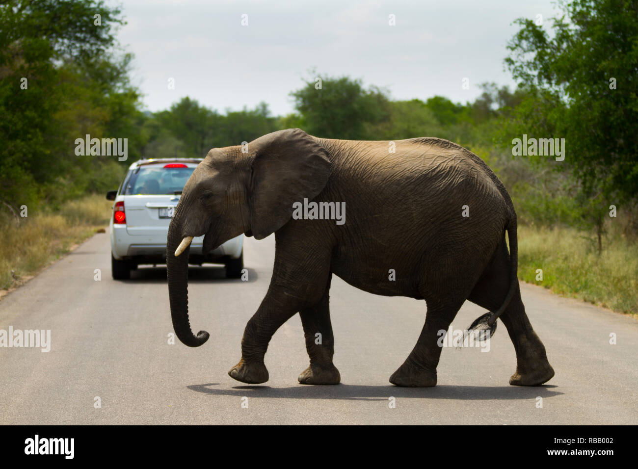 Elephant crossing the road, Kruger National Park, South Africa Stock Photo