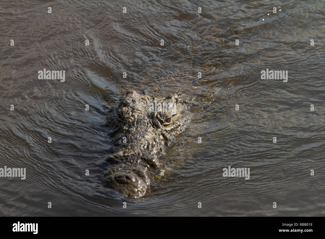 Crocodile head emerges from a river, Kruger National Park, South Africa Stock Photo