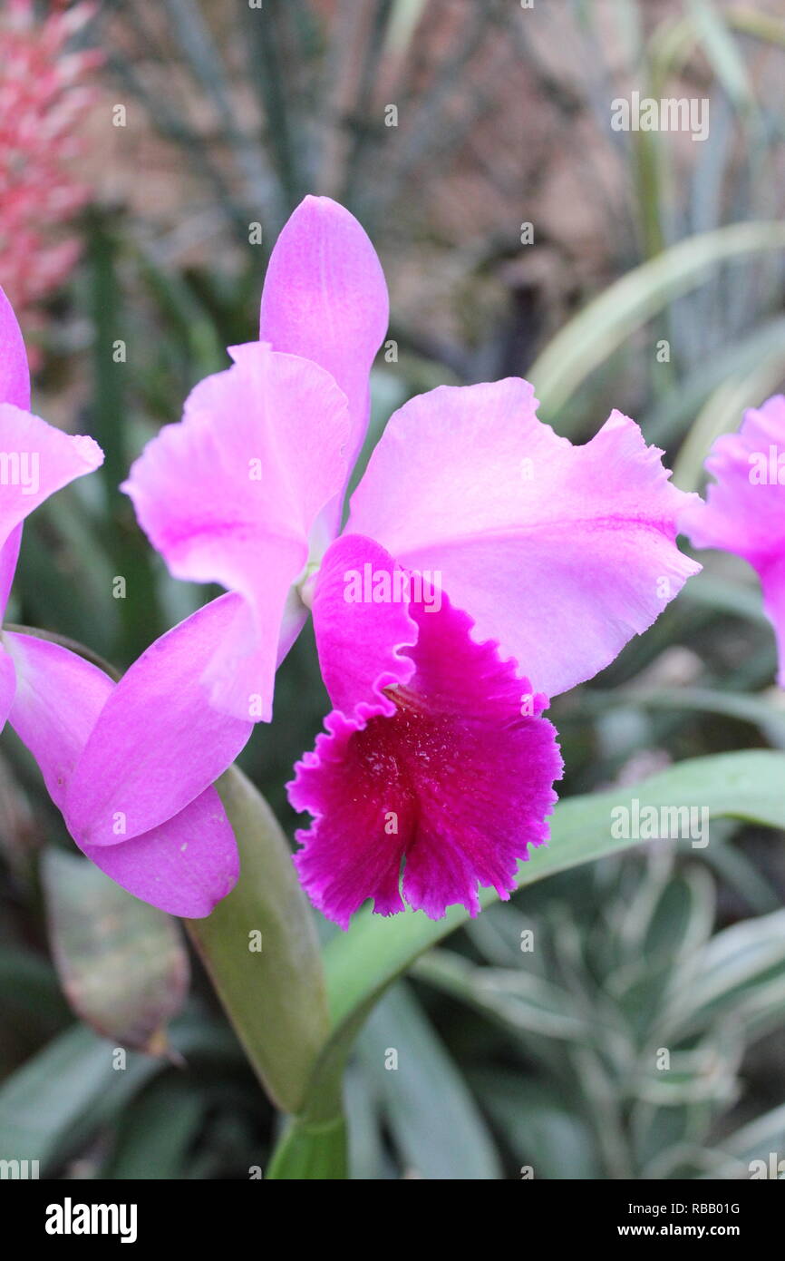 Cattleya orchid, Queen of the Orchids, growing in the tropical flower garden. Stock Photo