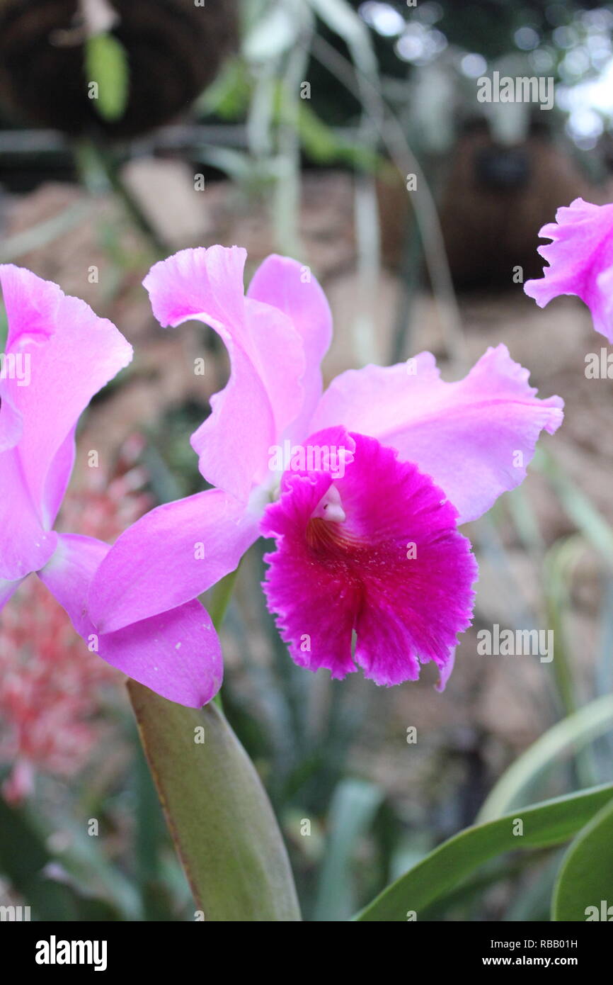 Cattleya orchid, Queen of the Orchids, growing in the tropical flower garden. Stock Photo