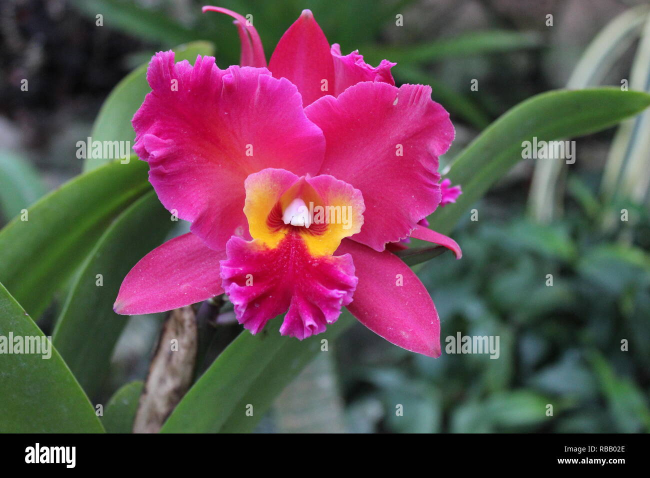 Hot pink and yellow Brassolaeliocattleya orchid, Queen of the Orchids, growing in the flower garden. Stock Photo