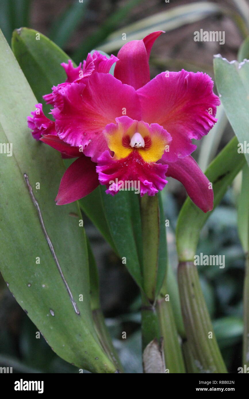 Hot pink and yellow Brassolaeliocattleya orchid, Queen of the Orchids, growing in the flower garden. Stock Photo