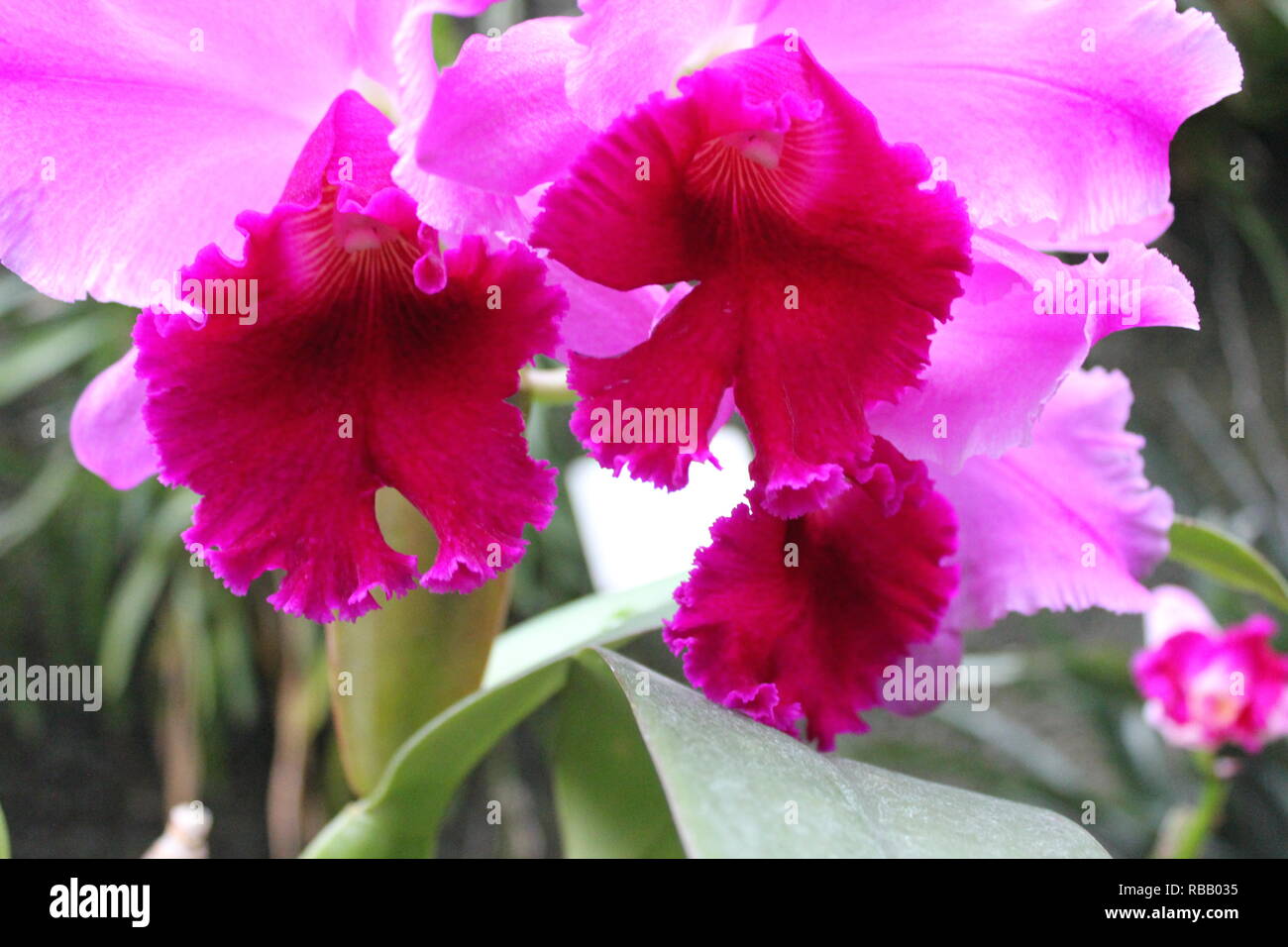 Hot pink and yellow Brassolaeliocattleya orchid, Queen of the Orchids, growing in the meadow. Stock Photo
