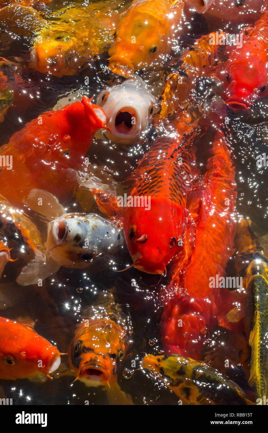 Colorful Carp Swimming in Traditional Japanese Koi Pond in Lehigh, Utah Stock Photo Alamy