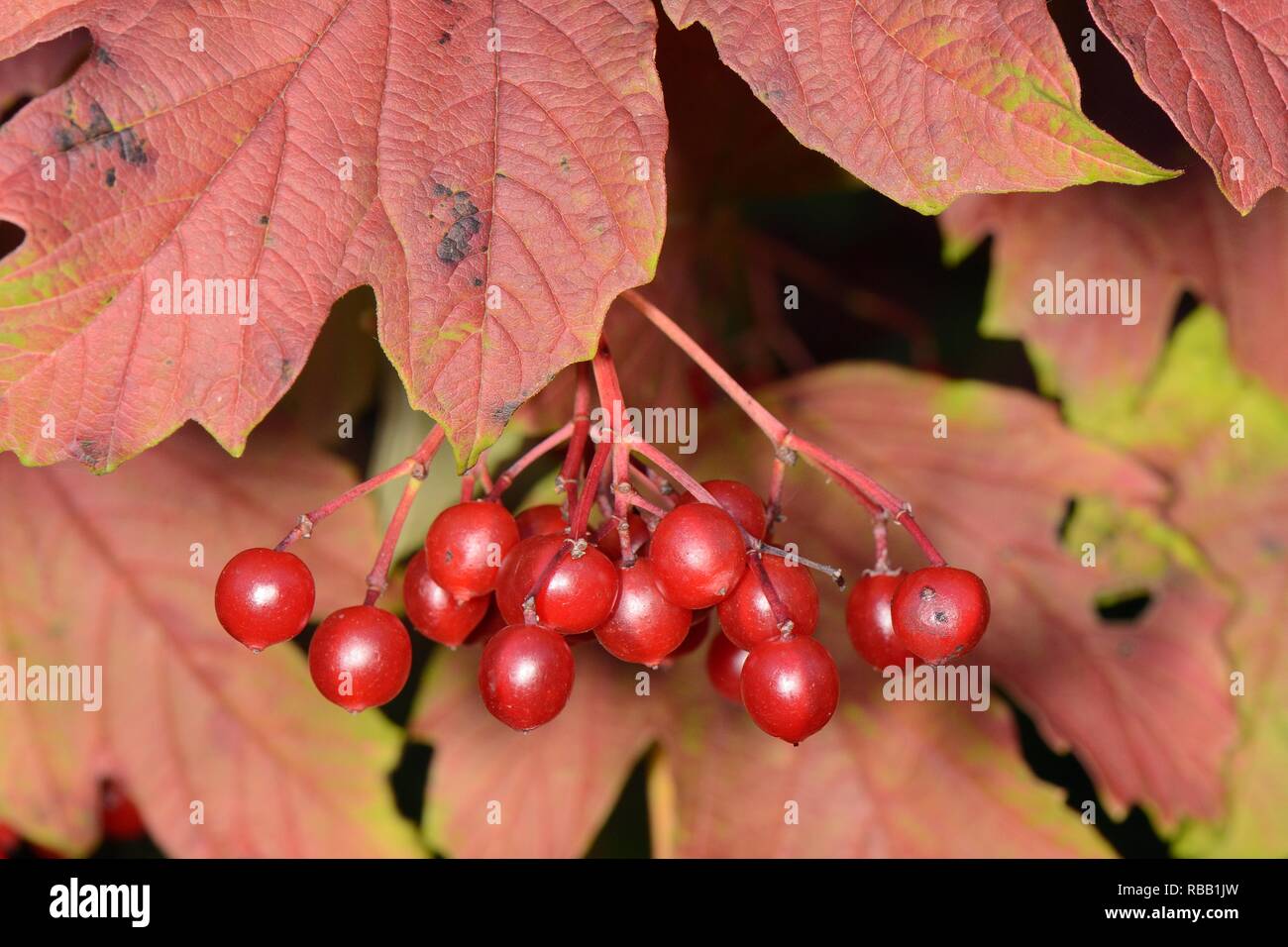 Guelder rose (Viburnum opulus) berry clusters and autumnal leaves, GWT Lower Woods reserve, Gloucestershire, UK, September. Stock Photo