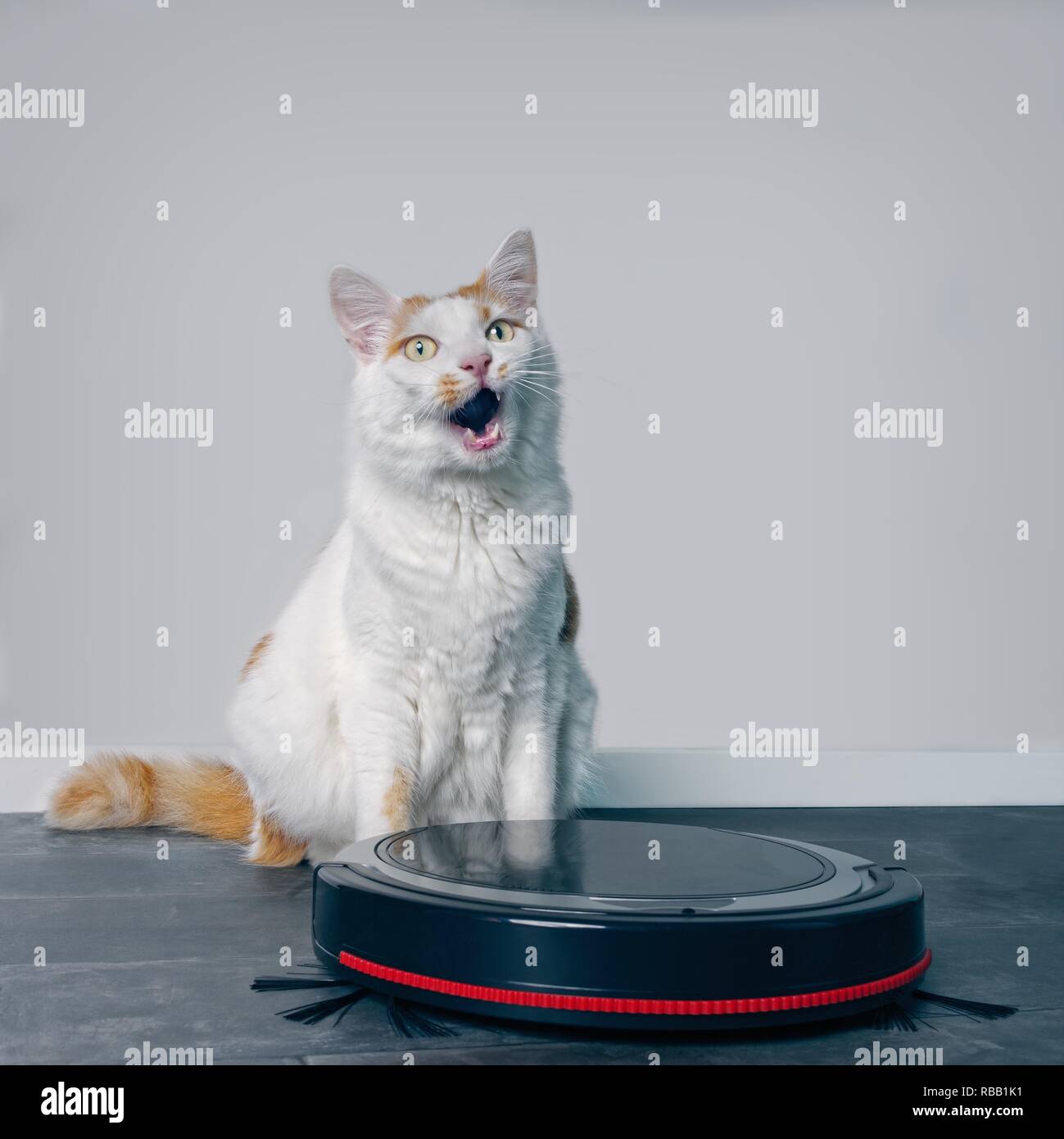 Robotic vacuum cleaner cat hi-res stock photography and images - Alamy