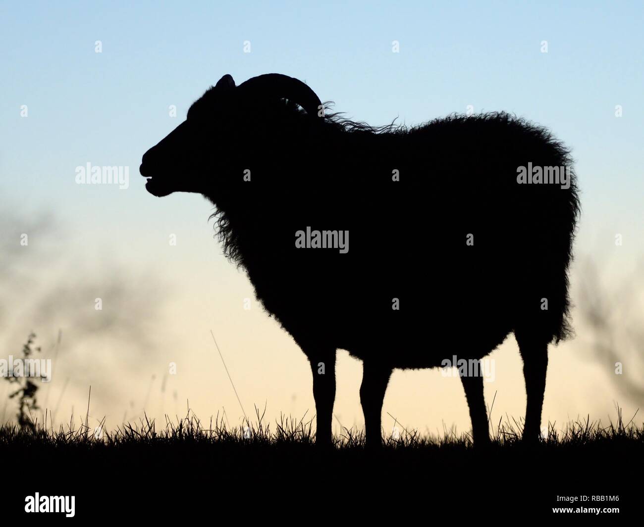 Hebridean sheep (Ovis aries) ewe silhouetted at sunset, Rutland Water, Rutland, UK, November. Stock Photo