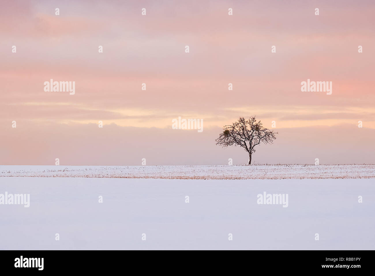 winter landscape with single tree Stock Photo