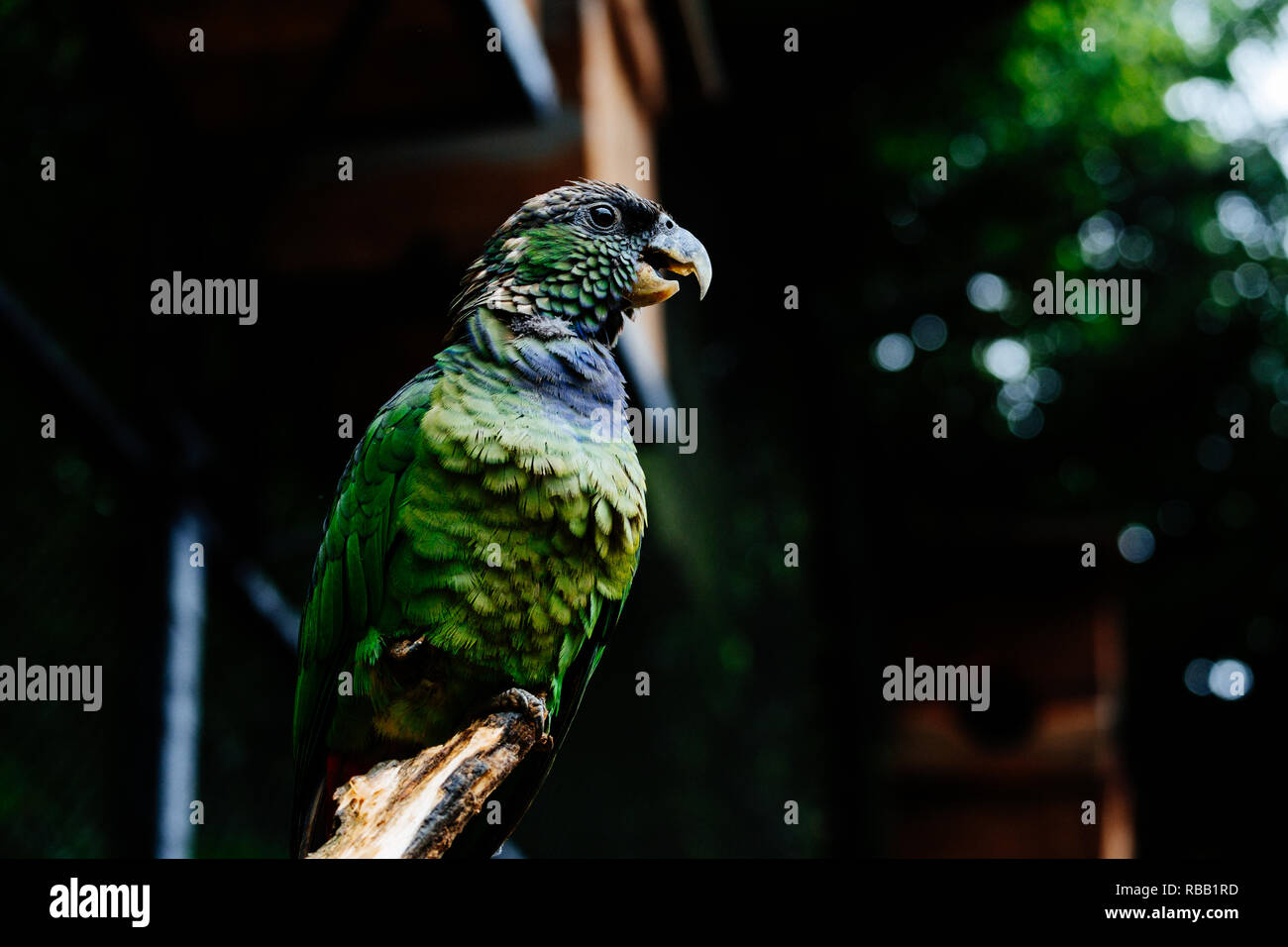 Rescued parrot in a brazilian zoo. Stock Photo